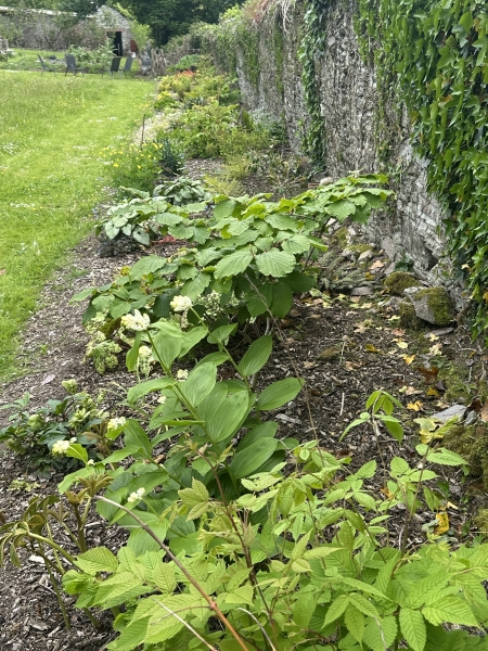 Wembury Walled Garden